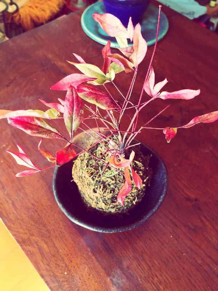 部屋の画像 by 伊藤 にゃんさん | 部屋と南天の苔玉と日本の美と植物コンテスト