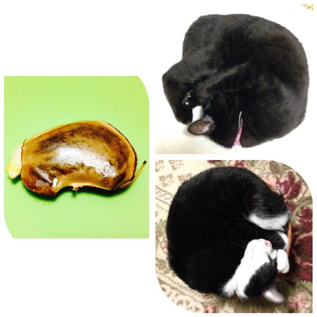 キッチンの画像 by ハチクロさん | キッチンとマンゴーの種と収穫物と今日の一枚とハチワレと成長記録とクロさん