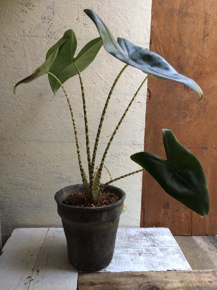 部屋の画像 by asanaxxxさん | 部屋とアロカシア・ゼブリナとレア植物コンテスト第2弾と観葉植物と初購入と瀬尾商店と雑貨屋