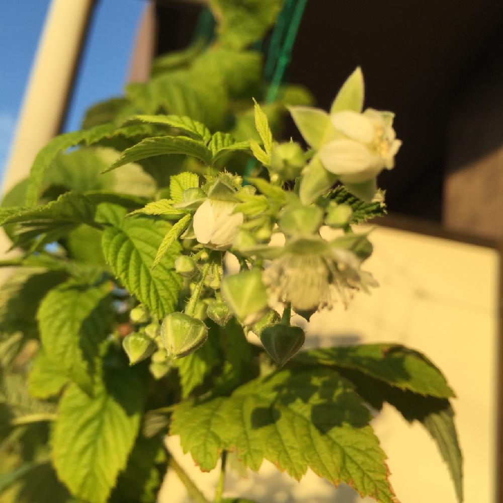 バルコニー/ベランダの画像 by Haruさん | バルコニー/ベランダとラズベリーの花と咲いた!
