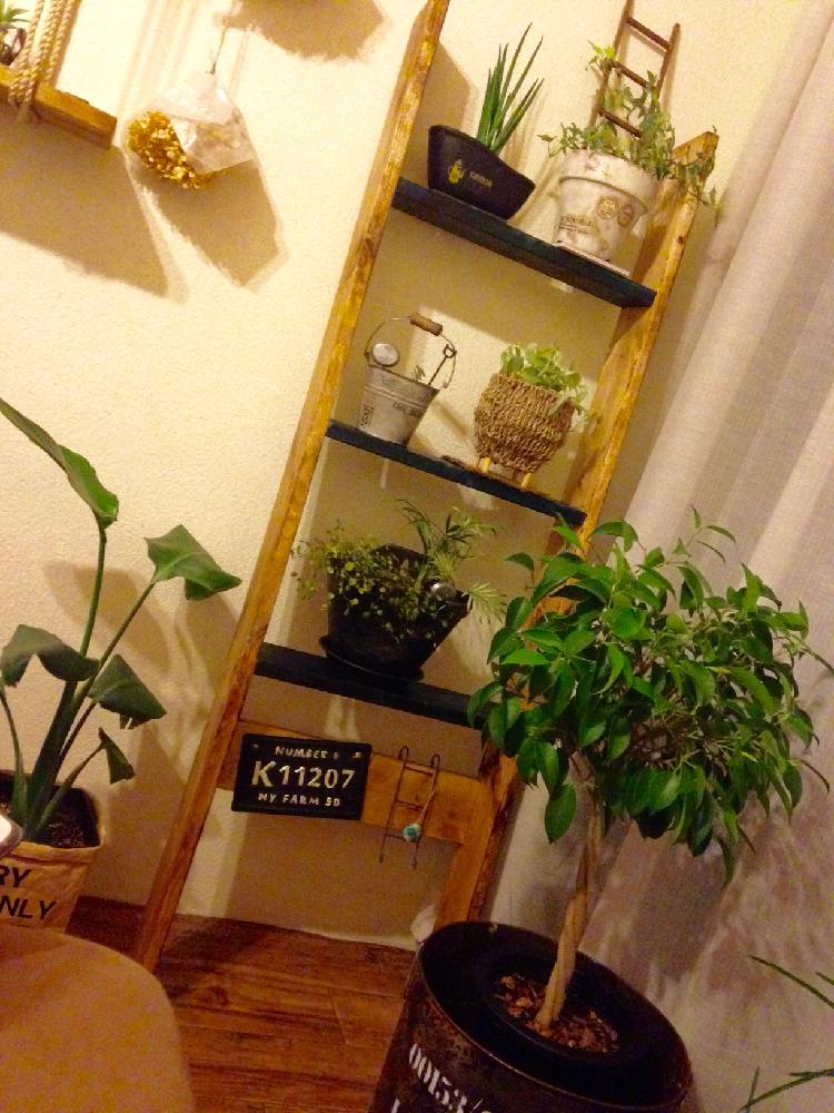 寝室の画像 by りょーさん | 寝室とアイビーとサンスベリアスタッキーと観葉植物寄せ植えとオーガスタとベンジャミンとDIYラダーとボタニカルライフとseriaナンバープレートリメイクと男前