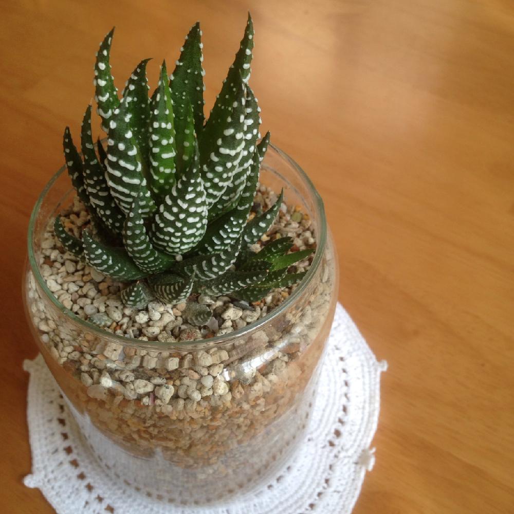 部屋の画像 by epiさん | 部屋と十二の爪と十二の塔とハオルチア属と多肉植物とガラス容器