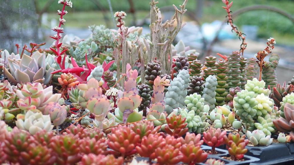 広い庭の画像 by Tenさん | 広い庭と多肉植物と寄せ植えと紅葉する多肉と寄せ植え用とカット苗トレーと成長記録とTen's寄せ植え