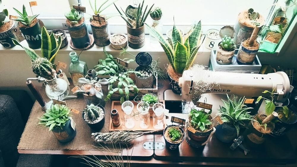 窓辺の画像 by -mai-さん | 窓辺とサボテン水耕栽培と植物のある暮らしとリメ缶とblog書いてますとアンティーク雑貨とno green no lifeと今日の一枚とリビングとエアプランツとアンティークミシンとインテリアグリーン