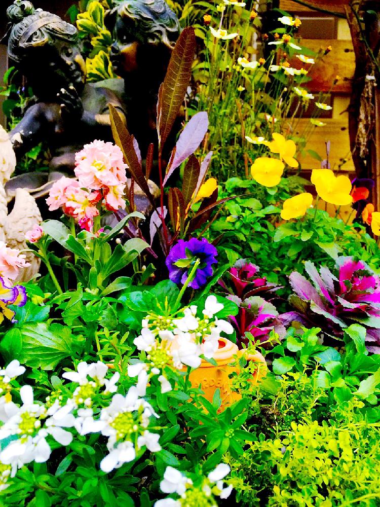 小さな庭の画像 by Jieiさん | 小さな庭と冬に負けない!とWinter Flowersと今日の一枚と季節の寄せ植えとJiei's GardenとウィンターアレンジメントとJiei's Container GardenとContainer Garden