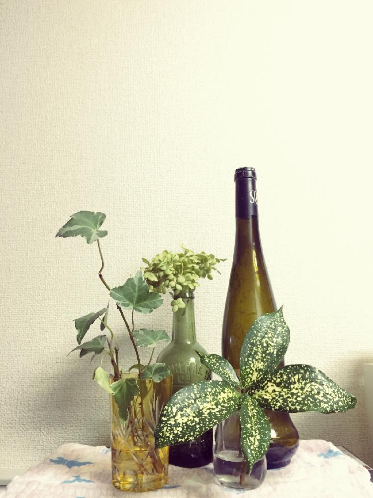 キッチンの画像 by chinatsuさん | キッチンと紫陽花とドラセナゴッドとアイビーと水耕栽培コンテストと観葉植物と水挿しと発根