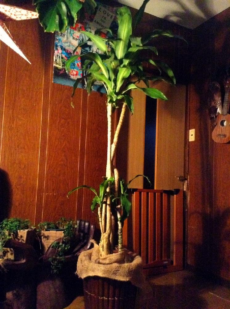 部屋の画像 by キャライアマリーさん | 部屋とドラセナとドラセナ マッサンゲアナと今日の一枚と植中毒と観葉植物