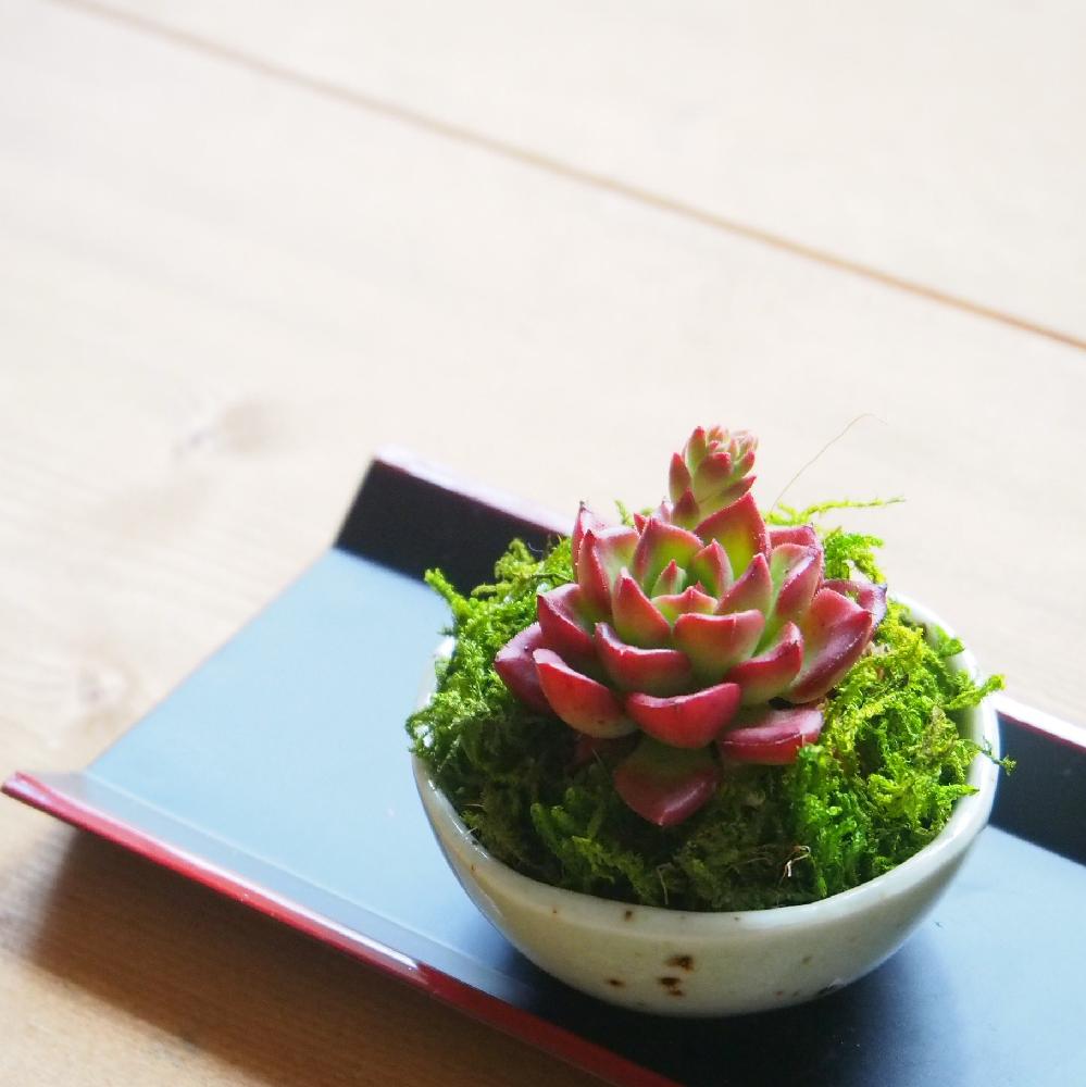 部屋の画像 by Tenさん | 部屋と多肉植物と和風モダンコンテストとセデベリア属とアートな写真と和風ティストと紅葉する多肉とTenセデベリアとセデべリアと成長記録とアートなTen写