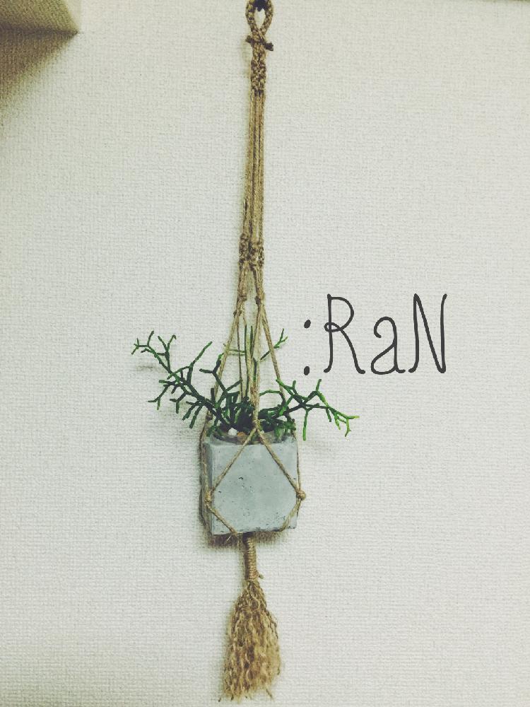 部屋の画像 by Ranさん | 部屋とリプサリスと多肉植物とカッコいいとオシャレと無理やり吊るされる…とさぁ、繁殖するのだ!と癒されると魅力的過ぎると一応サボテンさんとたまらん!と多肉・サボテンコンテストと手作りプラハンとcuteとインテリアグリーンと手作りセメント鉢