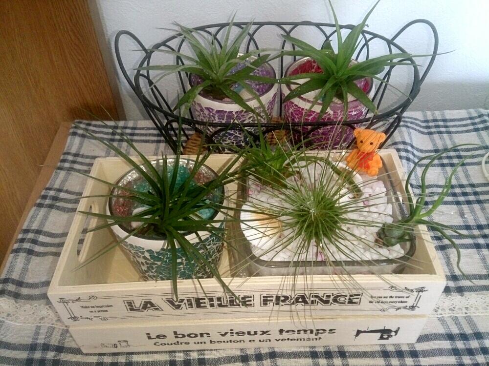 部屋の画像 by ryo(*¨*)さん | 部屋とエアープランツ チランジア ブルボーサと植中毒と観葉植物と100均一٩(๑′∀ ‵๑)۶•*¨*•.¸¸♪