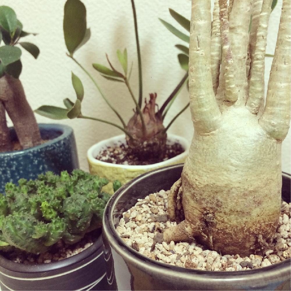 インテリアの画像 by youcoさん | インテリアと多肉植物とザミア フルフラケアと観葉植物とガジュマルが元気に伸びてますと珍奇植物と稚児麒麟とアデニウムアラビカムとインテリアグリーン
