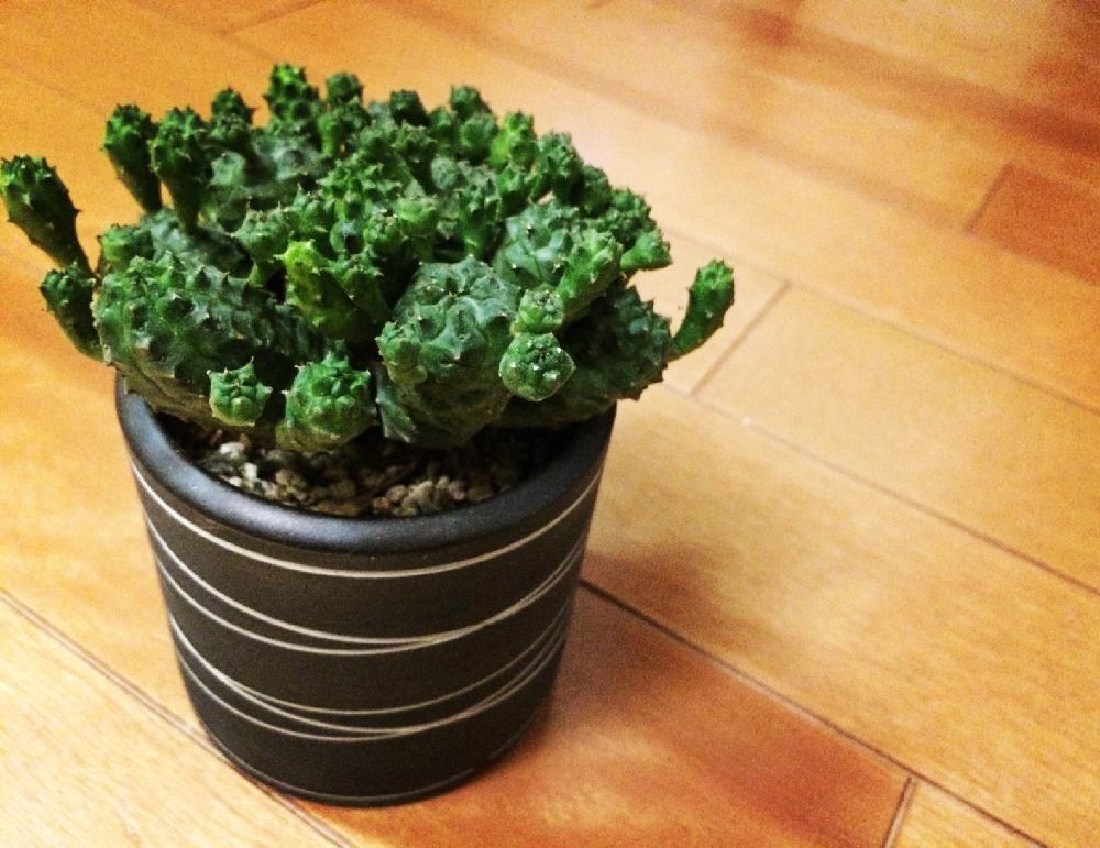 インテリアの画像 by youcoさん | インテリアと多肉植物と観葉植物と珍奇植物と暴れ多肉と稚児麒麟とインテリアグリーンと今日の一枚