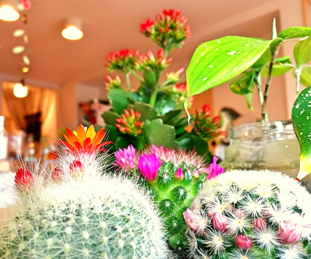 部屋の画像 by ayaaa16さん | 部屋とトゲトゲと春爛漫!と植中毒と今日の一枚とサボテンの花とグリーンのある暮らしコンテストと購入と春到来!と咲いた!