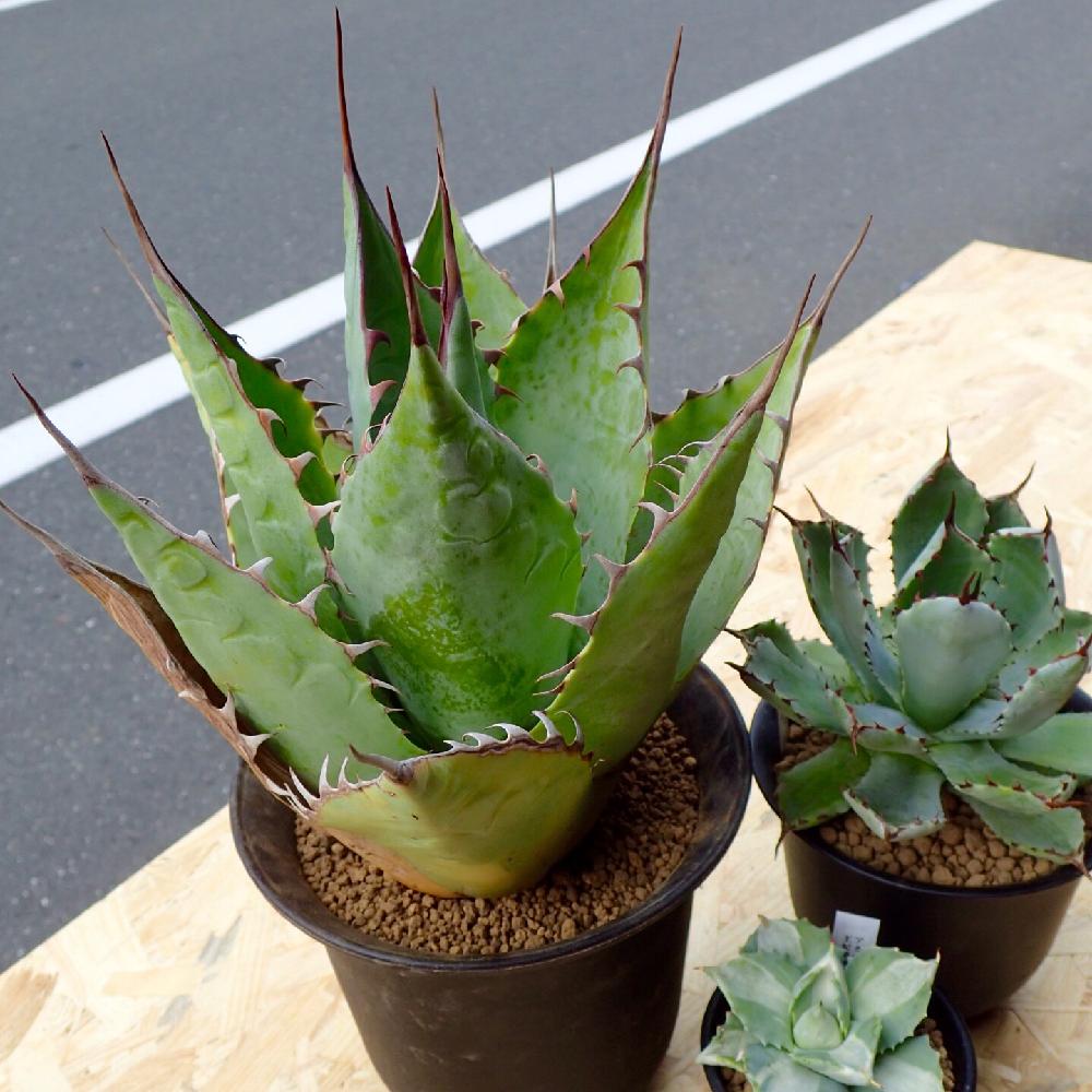 インテリアの画像 by woncloさん | インテリアと三十三間堂と多肉植物と愛知と豊橋と観葉植物とアガベ属