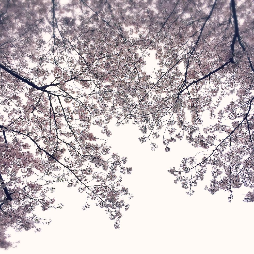 お出かけ先の画像 by ぽかぽかなおさん | お出かけ先とソメイヨシノとサクラと春爛漫!とお花見と近所のお寺