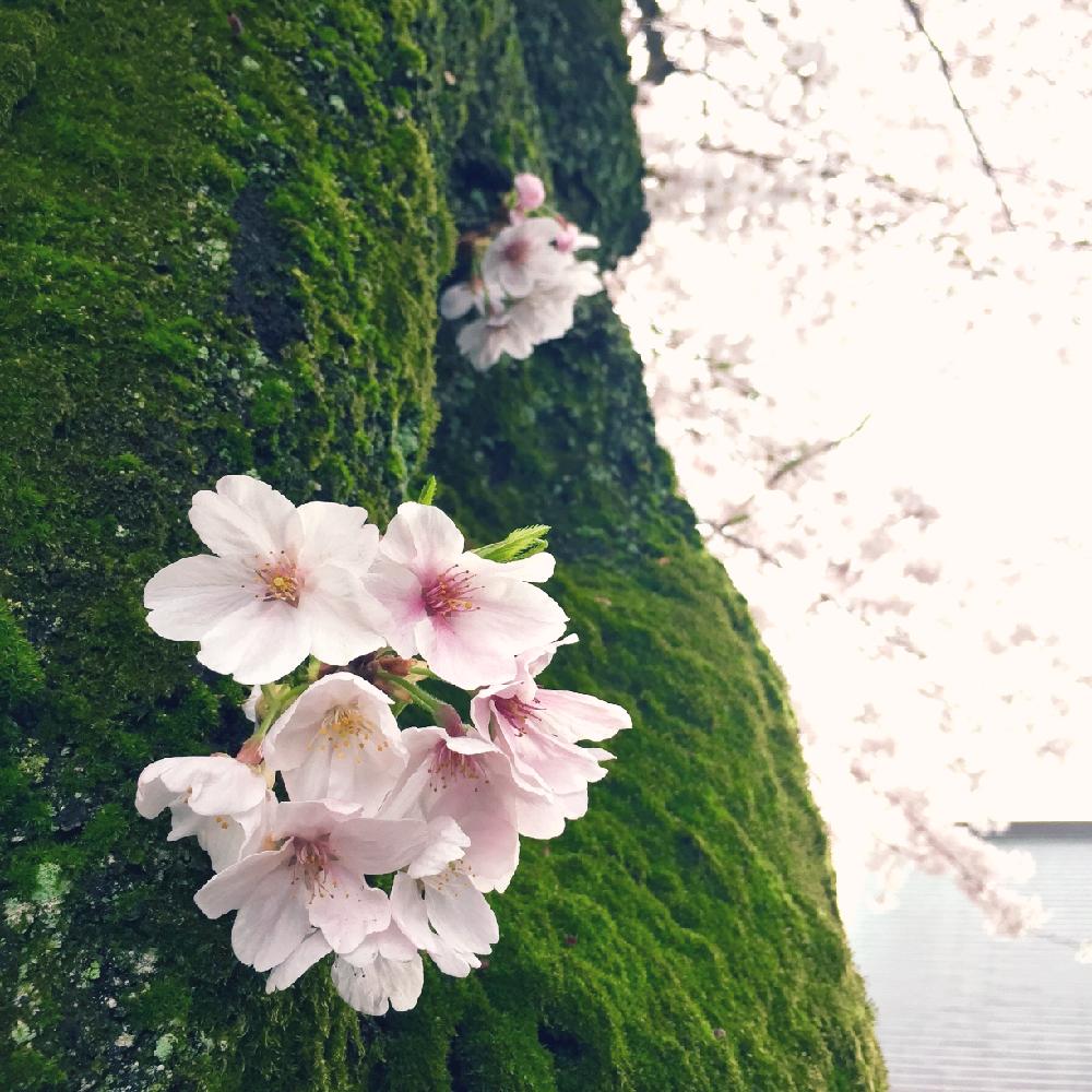 お出かけ先の画像 by ぽかぽかなおさん | お出かけ先とソメイヨシノとサクラと春爛漫!と苔と近所のお寺とお花見