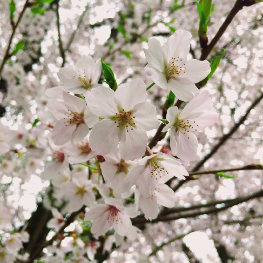 お出かけ先の画像 by ぽかぽかなおさん | お出かけ先とソメイヨシノとサクラと春爛漫!とお花見と近所のお寺