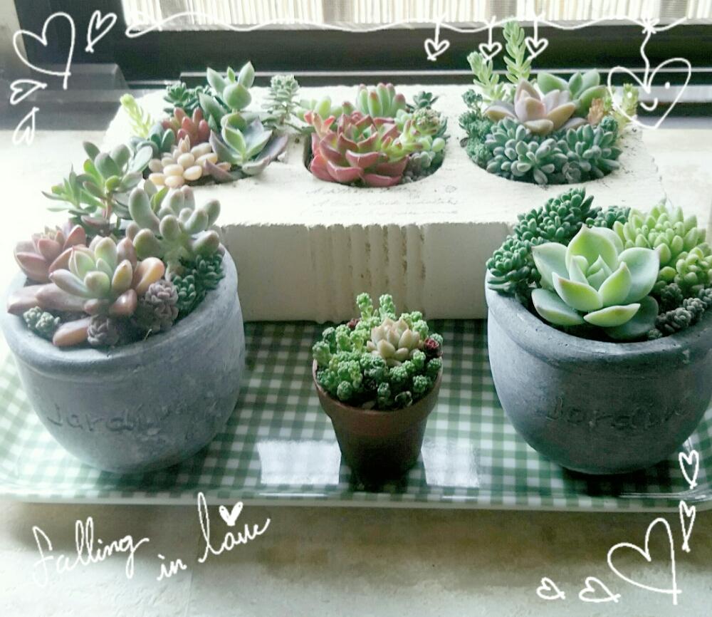 窓辺の画像 by Little☆Myさん | 窓辺と多肉植物とセメントプランターと多肉植物寄せ植え