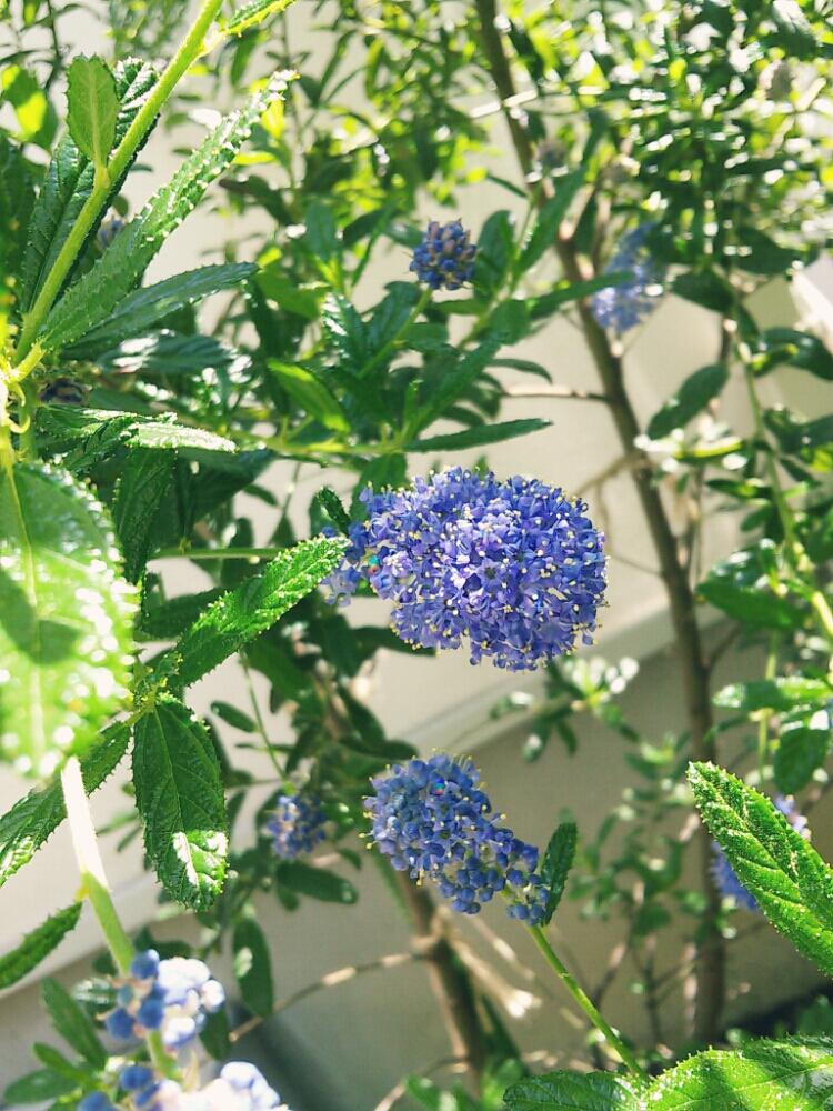 小さな庭の画像 by green ballさん | 小さな庭とカリフォルニア ライラックとブルーの花と4月の庭