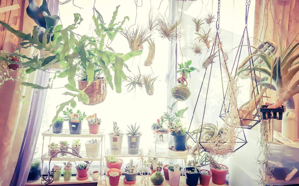 寝室の画像 by Senecio haworthiiさん | 寝室と多肉植物とマイ・コレクションと苔とエアープランツプラントハンガーと観葉植物と植中毒と水耕栽培と苔玉とナチュラルスタイルとあばれ多肉と俺の多肉植物とエアープランツ/チランジア