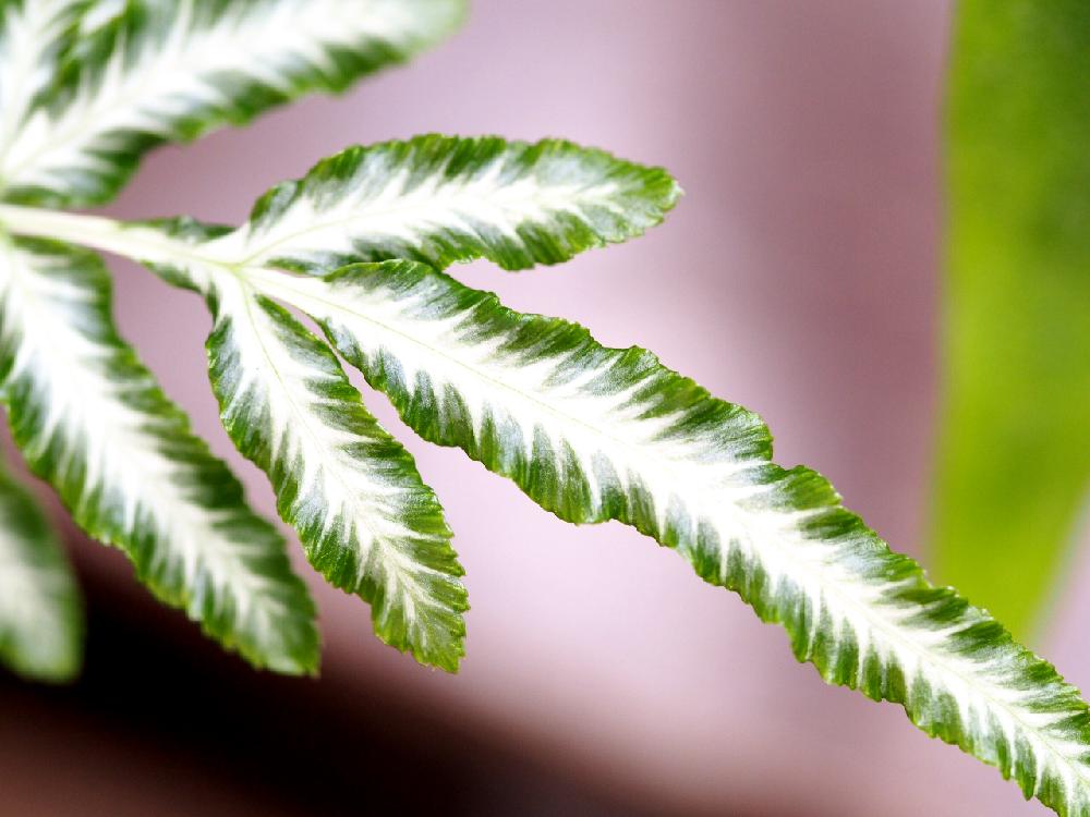 小さな庭の画像 by Tenさん | 小さな庭とプテリスとPteris ensiformis 'Victoriae'と葉っぱアートとシダ植物とプテリス属とイノモトソウ科