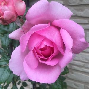 pink  rose
