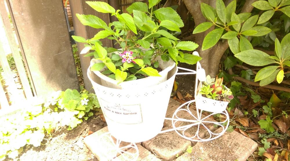 アプローチの画像 by ルナママさん | アプローチと多肉植物 リメイク缶 寄せ植えとランタナと多肉植物