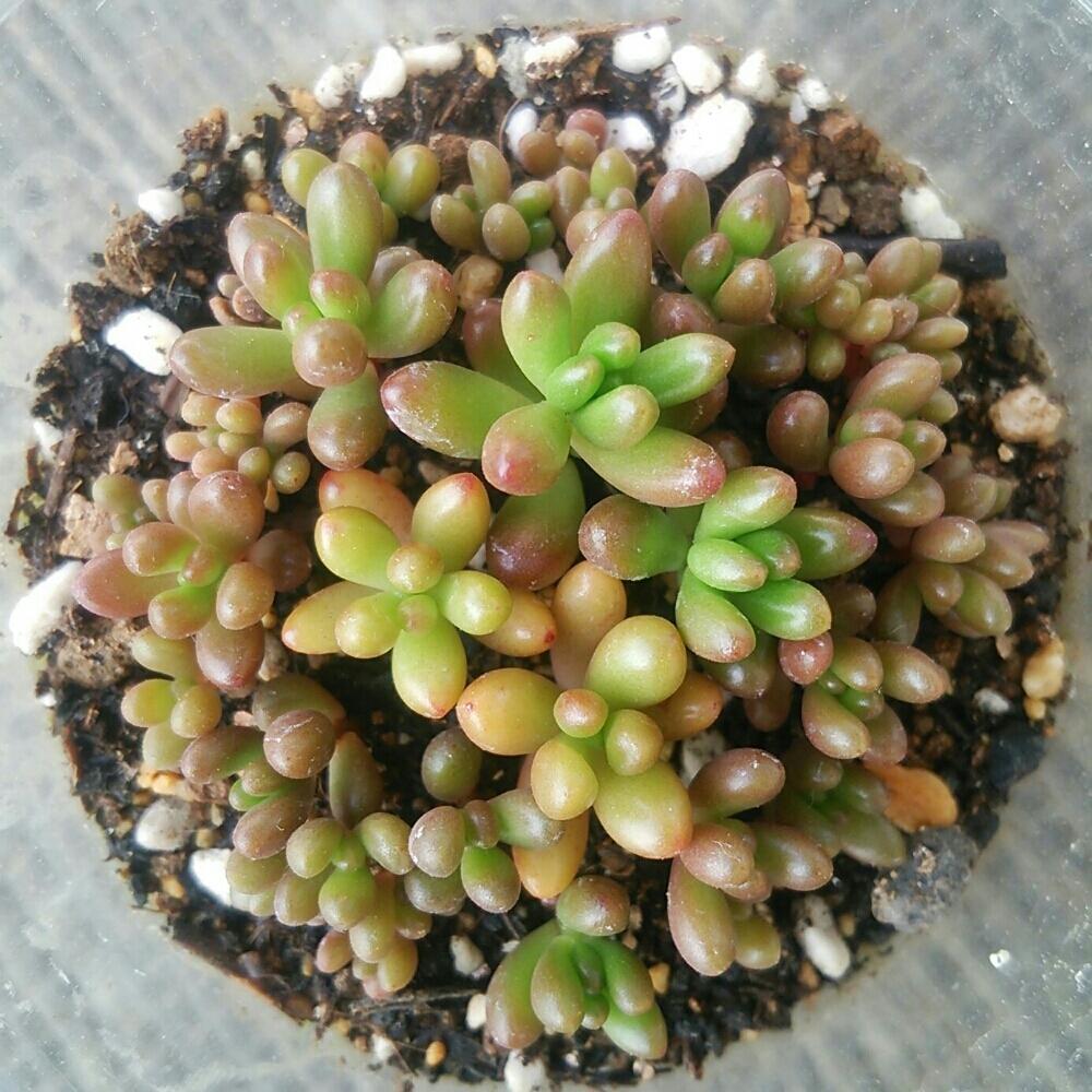 バルコニー/ベランダの画像 by あやこさん | バルコニー/ベランダと虹の玉と多肉植物とモリモリ!とかわいい♡といい天気!と丼♡