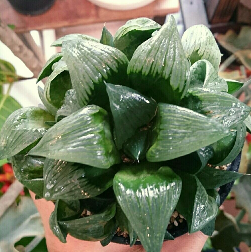 インテリアの画像 by s botanicalさん | インテリアと多肉植物とハオルチア属と南国とハオルチア属&ガステリア属とハオルシア属 とハオルチヤとスカイプランターと多肉・サボテンと多肉多肉多肉多肉多肉‼と観葉植物専門店と多肉多肉多肉と☆ハオルチア