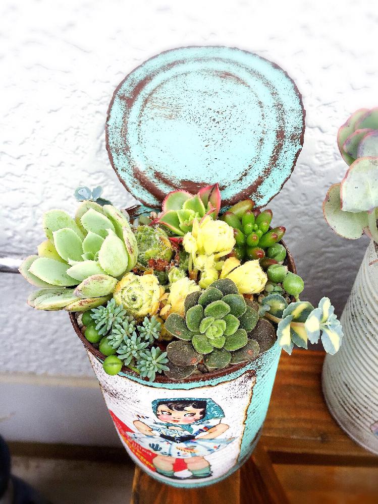 アプローチの画像 by エメラルドgreenさん | アプローチと多肉植物 リメイク缶 寄せ植えと多肉植物とリメ缶 手作りリメイク缶とアエオニウム属と植中毒と自己流
