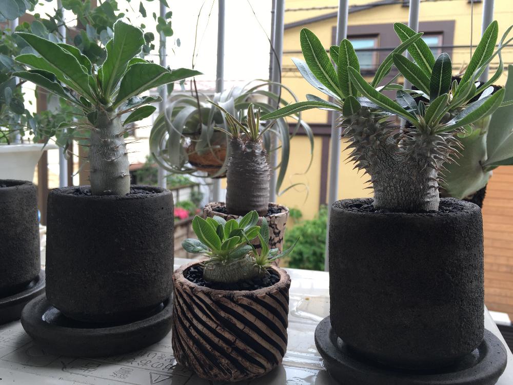 インテリアの画像 by OgaWorksさん | インテリアと植え替えシーズン到来!とパキポデビューと植中毒とカッコよろし!とデカイ塊根になぁれと塊根植物と植欲旺盛!!!と珍奇植物とビザールプランツ