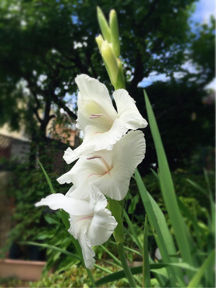 小さな庭の画像 by karintoeさん | 小さな庭とグラジオラスと今日の一枚と白い花とお散歩と実家の花と2016.6とお義母さんの庭♡
