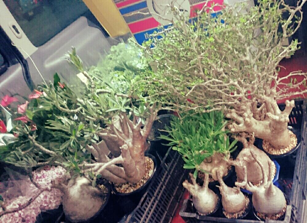 お出かけ先の画像 by s botanicalさん | お出かけ先と多肉植物とボタニカルとパキポディウム属とボタニカルライフとたにくとグリーン!グリーン!グリーン!とGReeeeNとno green no lifeとコーデックスと植中毒と今日の一枚とパキポと多肉植物とサボテンとナチュラルスタイルとぱきぽきぱきぽきと多肉多肉多肉多肉多肉‼とボタニカルショップとGreensnapと多肉多肉多肉