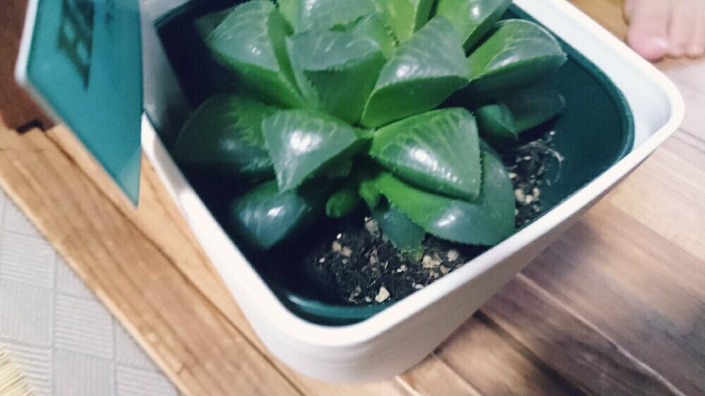 窓辺の画像 by まぁさん | 窓辺と多肉植物と多肉大好きとハオルチア属&ガステリア属と今日の一枚と多肉依存症(笑)と多肉初心者と多肉多肉多肉