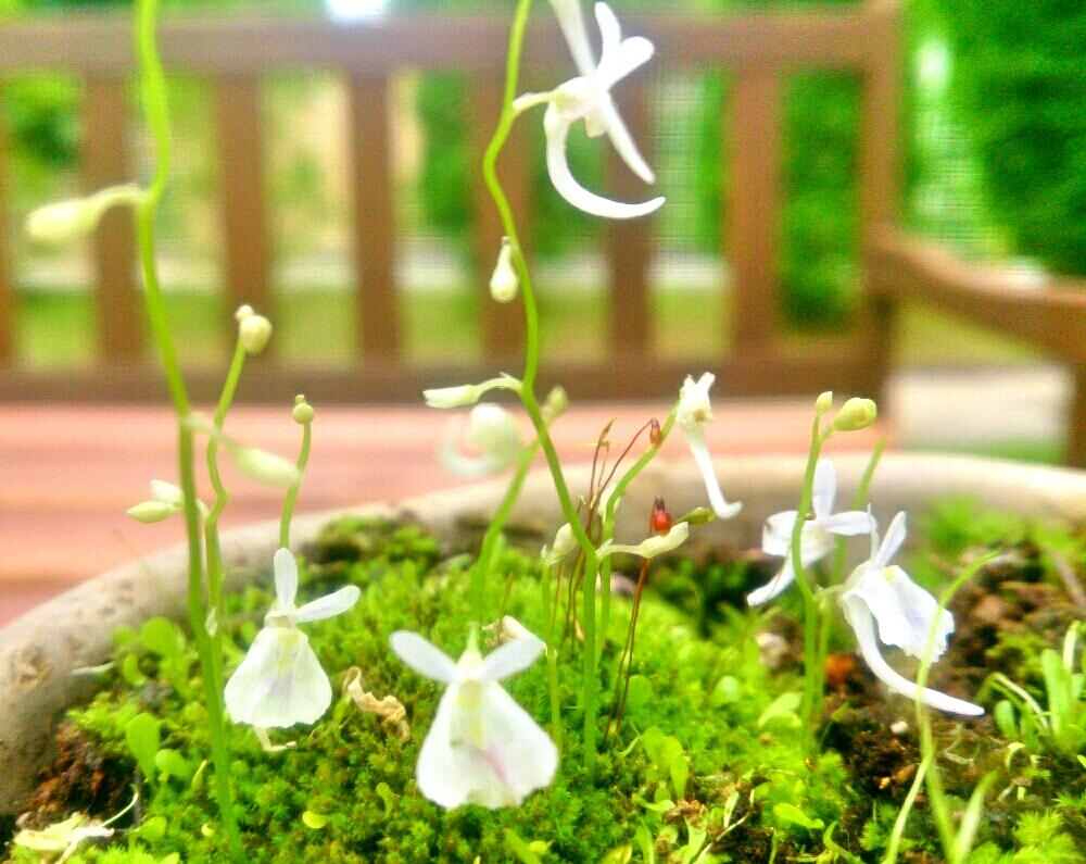小さな庭の画像 by 87meさん | 小さな庭とミミカキグサと食虫植物と苔を楽しむ
