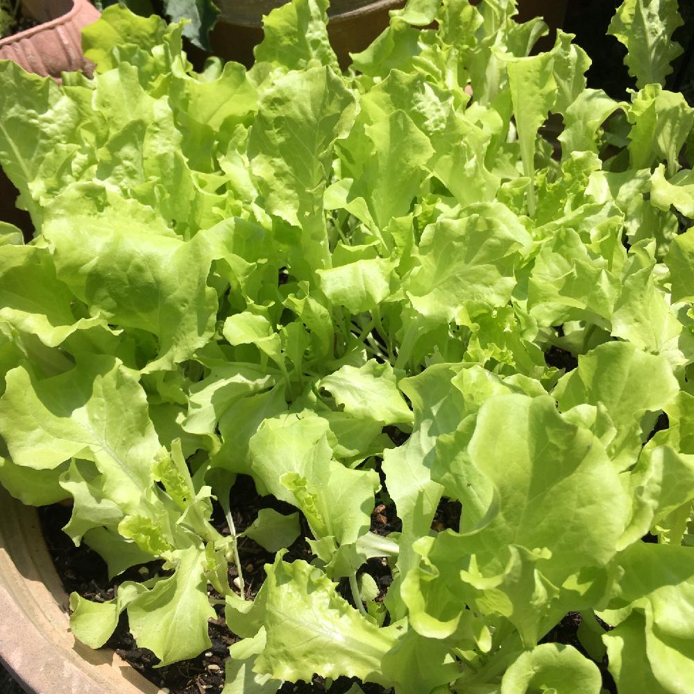 小さな庭の画像 by 花庭さん | 小さな庭とリーフレタスと夏野菜と食べられる植物のフォトコンテスト
