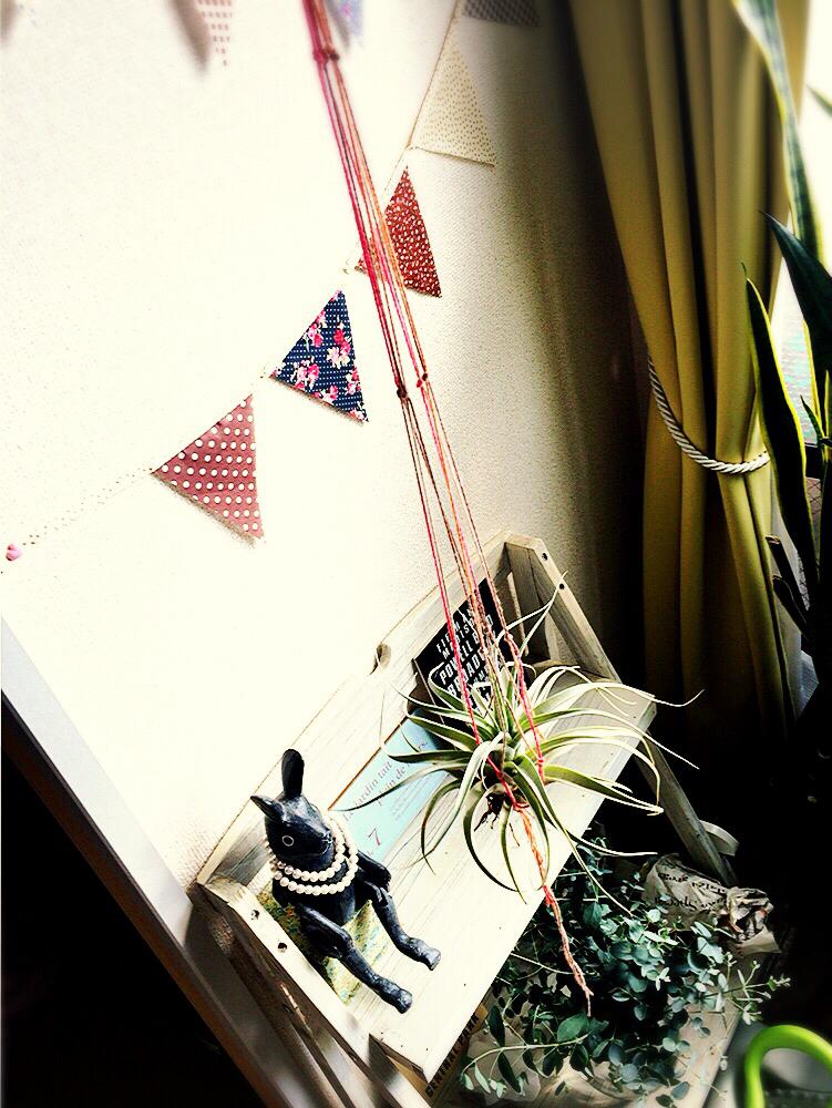 部屋の画像 by エメラルドgreenさん | 部屋とチランジア キセログラフィカと手作りプラハンとええよええよと自己流