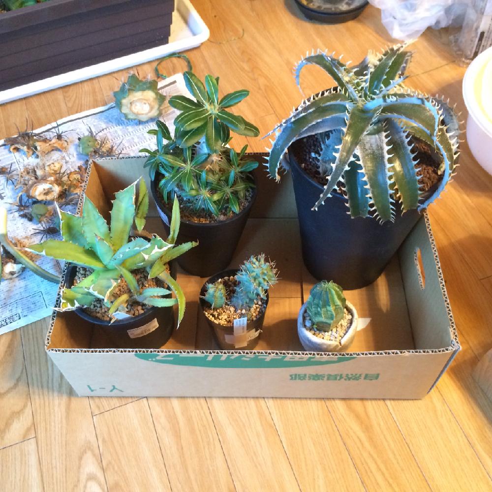 部屋の画像 by みぎよりだんでぃさん | 部屋と多肉植物とパキポディウム属とディッキアと東北、九州頑張ってると増殖中と塊根とアムラー風にアガベーと日本が一番 とコーデックスと植中毒とまたまたトゲトゲとスーパードライと珍奇植物と暴れ多肉と珍奇植物コンテストとぱきぽきぱきぽきとユーフォルビアとアガベ属と俺の多肉植物とアガ瓶
