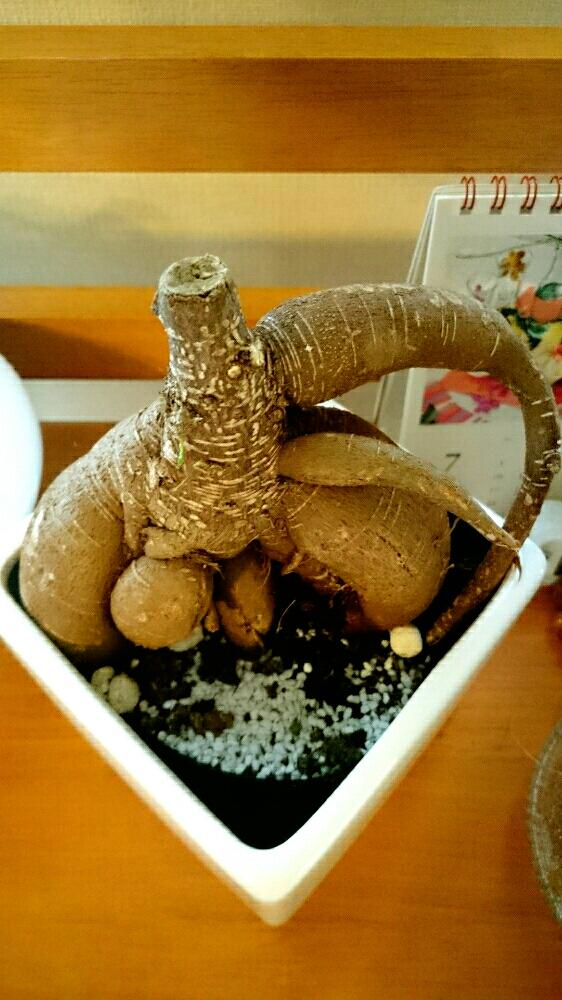 部屋の画像 by みーたんさん | 部屋とガジュマルと観葉植物と丸坊主と今日の一枚とハダニと病気とガーデニング