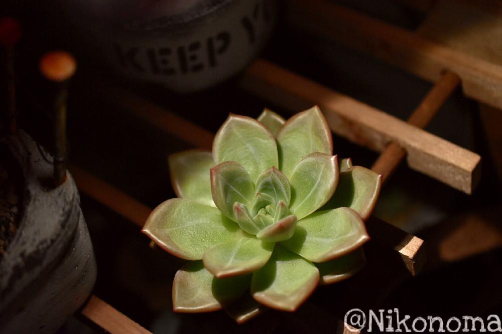 エクステリアの画像 by Nomachanさん | エクステリアと多肉植物とbullリメ缶とわが家の多肉スペースとOTOKOMAE雑貨と多肉のある暮らしとチビlightパトロールseriesと植中毒と今日の一枚と強い子に育って欲しいと笑顔の源と癒し空間とエケベリアンとリメ缶・リメ鉢とJUNK鉢と夜のタニパトとbullセメント鉢とエケベリア・ピンクシャンペンとおひとり様とハンドメイドセメント鉢とウォーターマーク萌え