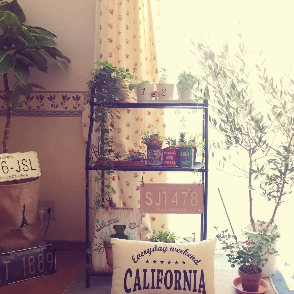 部屋の画像 by Appleさん | 部屋と多肉植物と観葉植物と夏ですよ!とオリーブの木❕と『DIY+GREENのある暮らし』フォトコンテストと植中毒とナチュラルスタイルとかわいいとシュガーバイン♪とバラ・ミニバラ