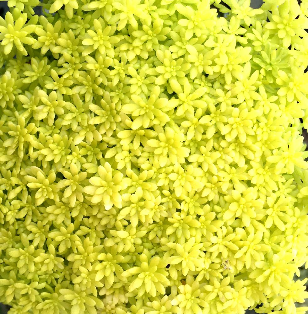 小さな庭の画像 by 木蓮さん | 小さな庭と多肉植物とリベンジ!とわが家の多肉スペースとマイコレクションとナチュラルスタイル