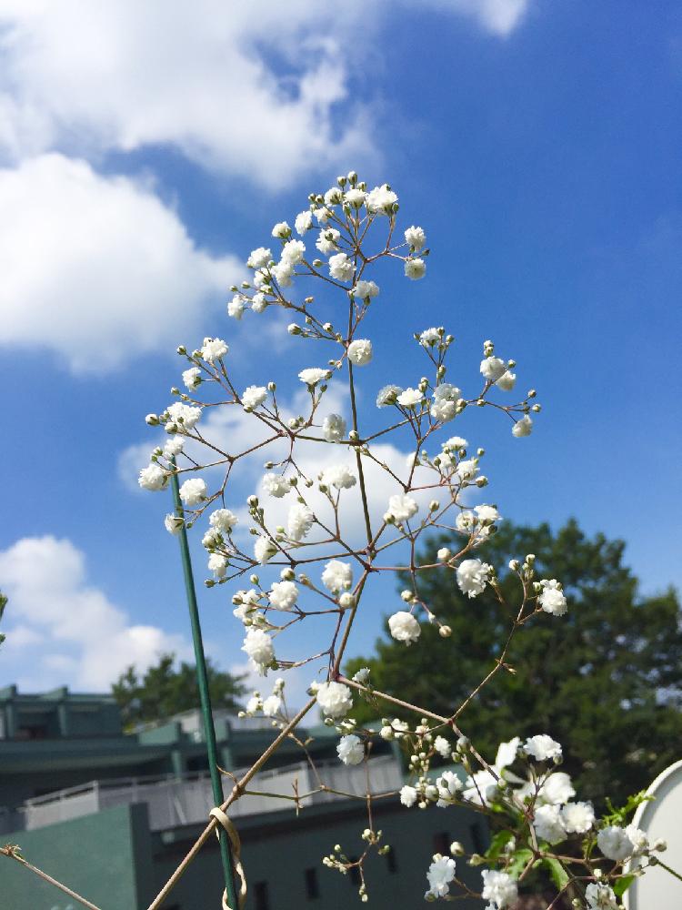 バルコニー/ベランダの画像 by hideさん | バルコニー/ベランダとかすみ草と今日のお花と寄植え