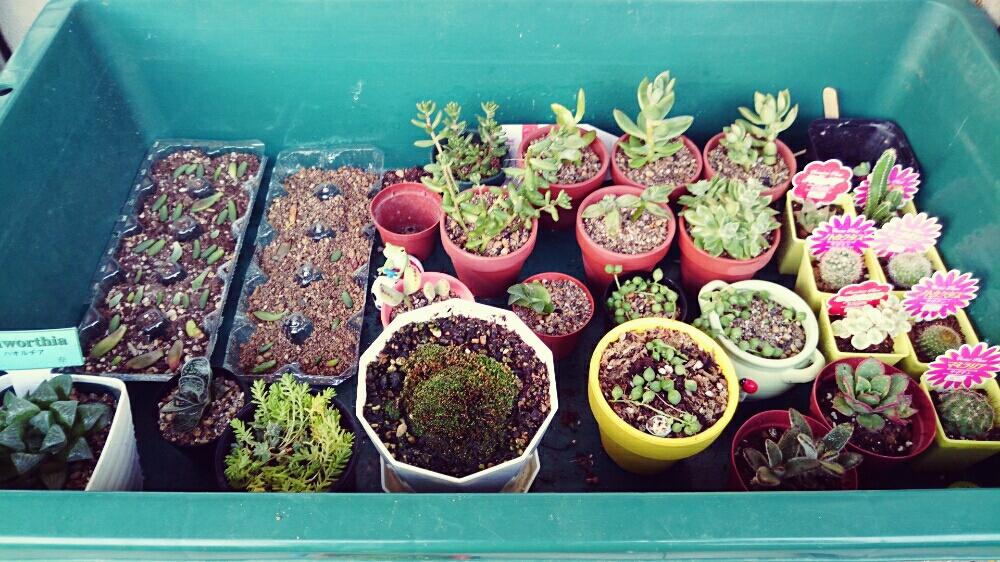 窓辺の画像 by まぁさん | 窓辺とセダム属と多肉植物と多肉植物葉挿しとハオルチア属と多肉大好きと植え替えシーズン到来!とcopeauカエルと100均多肉とハオルチア属&ガステリア属と植中毒と今日の一枚とガステリア属と100均サボテンと多肉 グリーンネックレスと多肉 熊童子と多肉植物 虹の玉と多肉依存症(笑)と多肉初心者と多肉多肉多肉