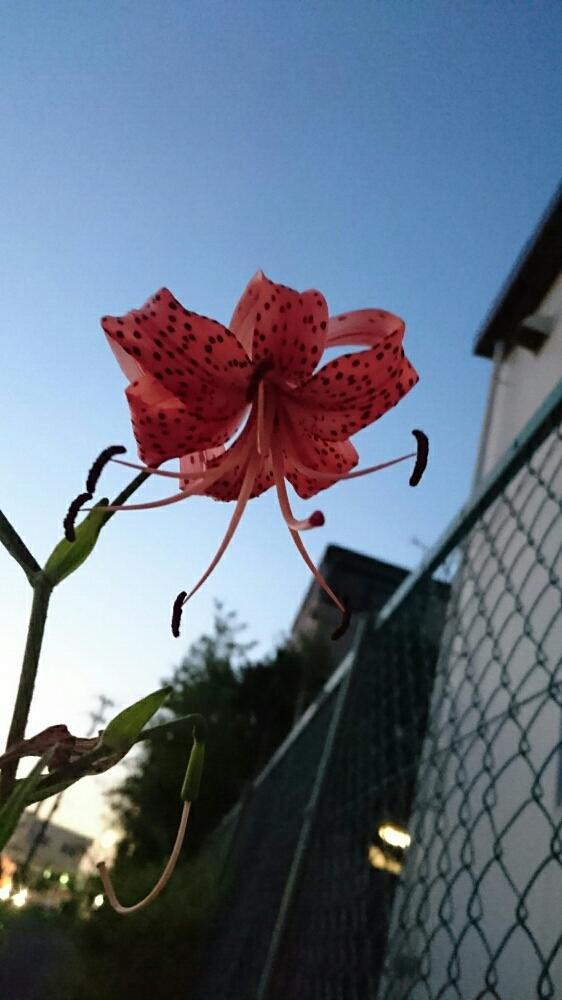 お出かけ先の画像 by るぅ。。。さん | お出かけ先とオニユリと今日の一枚と今日のお花と散歩とかわぃぃ。とワンコと散歩。と散歩道とガーデニングと癒し。