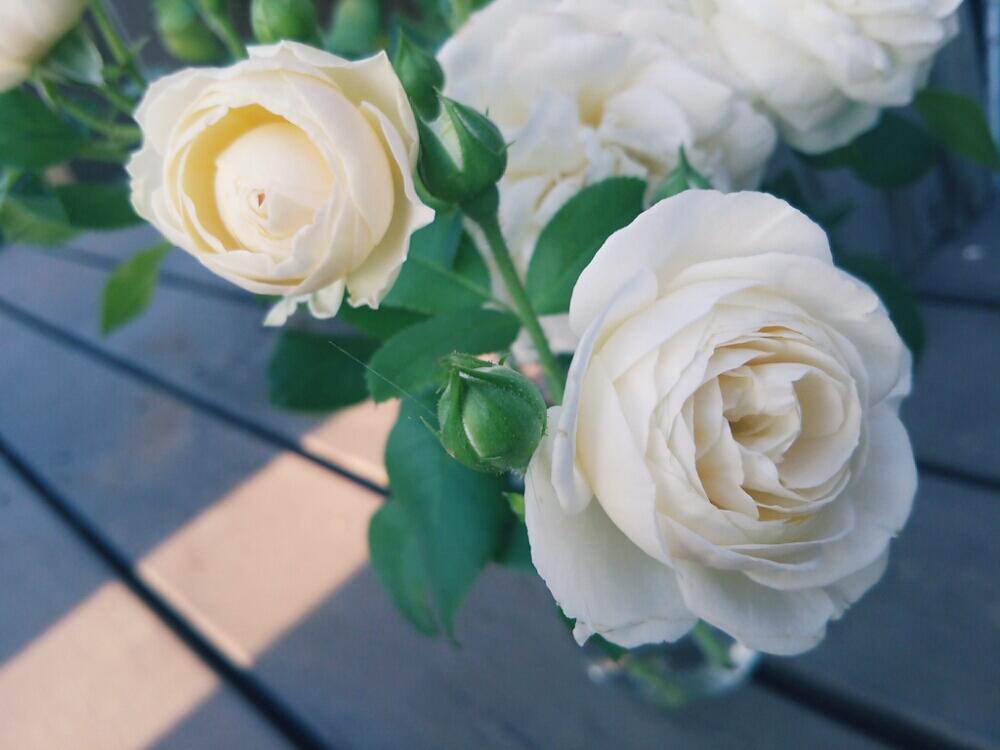 小さな庭の画像 by jolさん | 小さな庭と今日の一枚とアルテミスと白い花とバラを楽しむと咲いた!