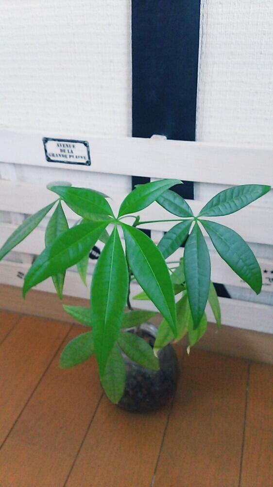 部屋の画像 by Kaori♪さん | 部屋とパキラと今日の一枚と植中毒とわが家の多肉スペースとナチュラルスタイル