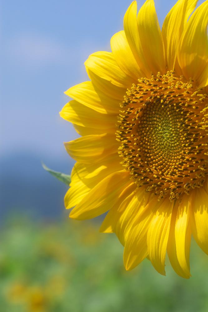 お出かけ先の画像 by el flowersさん | お出かけ先とヒマワリと夏を感じるひまわりコンテスト2016と今日の一枚