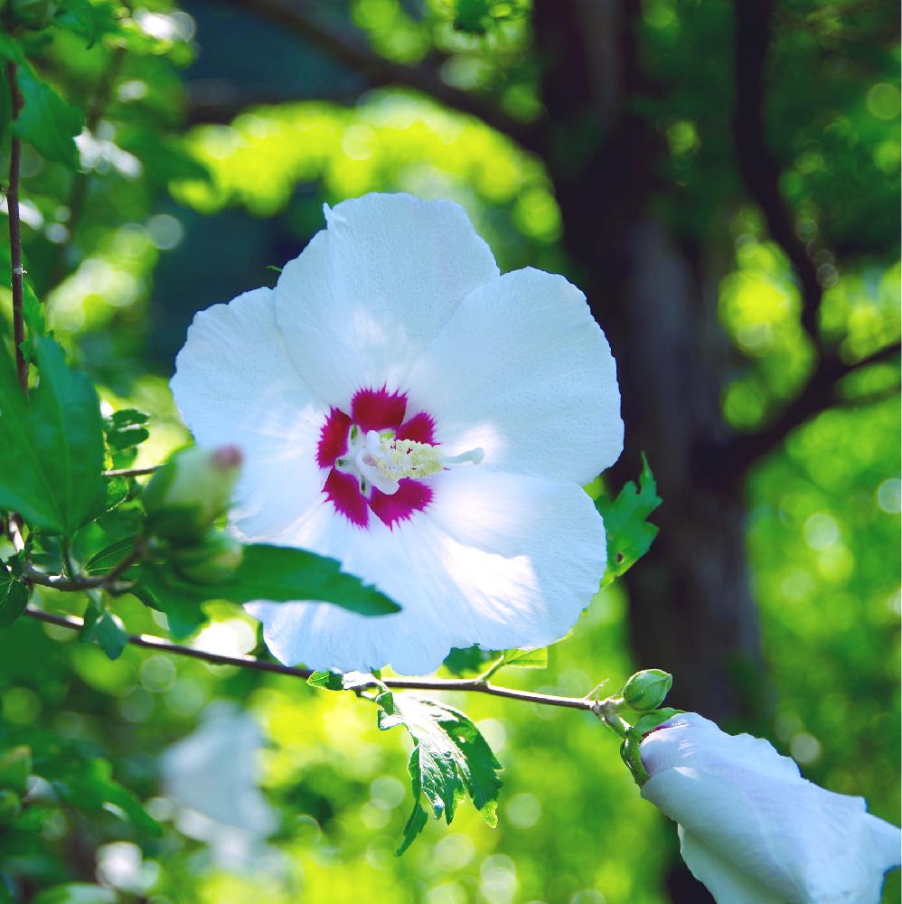 広い庭の画像 by クリ*さん | 広い庭とムクゲと咲いた!と夏の花と白い花と奇跡の一枚コンテスト