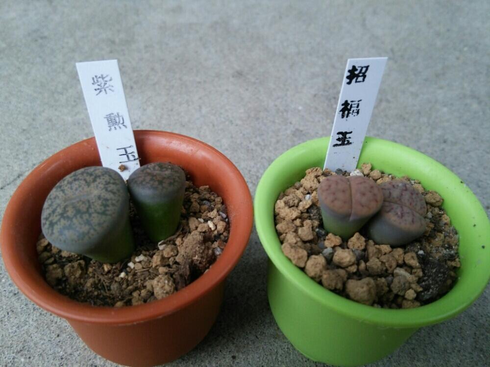 棚の画像 by えまぞうさん | 棚と招福玉と紫勲玉と多肉植物と多肉大好きと植中毒とNewFace多肉ちゃんとリトープス属と癒し♡とsucculent